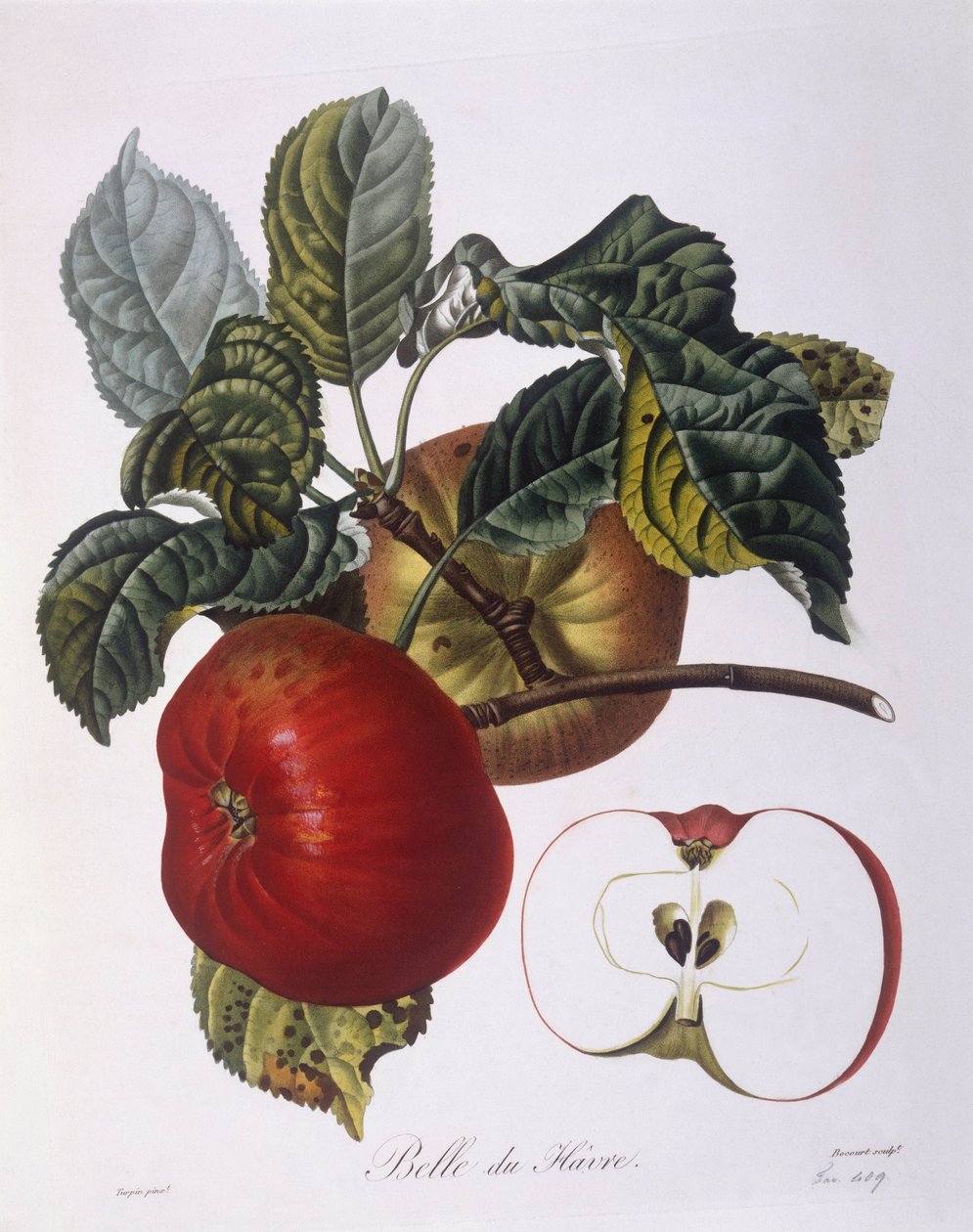 Eple "Belle du Havre" Henry Louis Duhamel du Monceau, botanisk tallerken av Pierre Jean Francois Turpin av Pierre Jean Francois Turpin