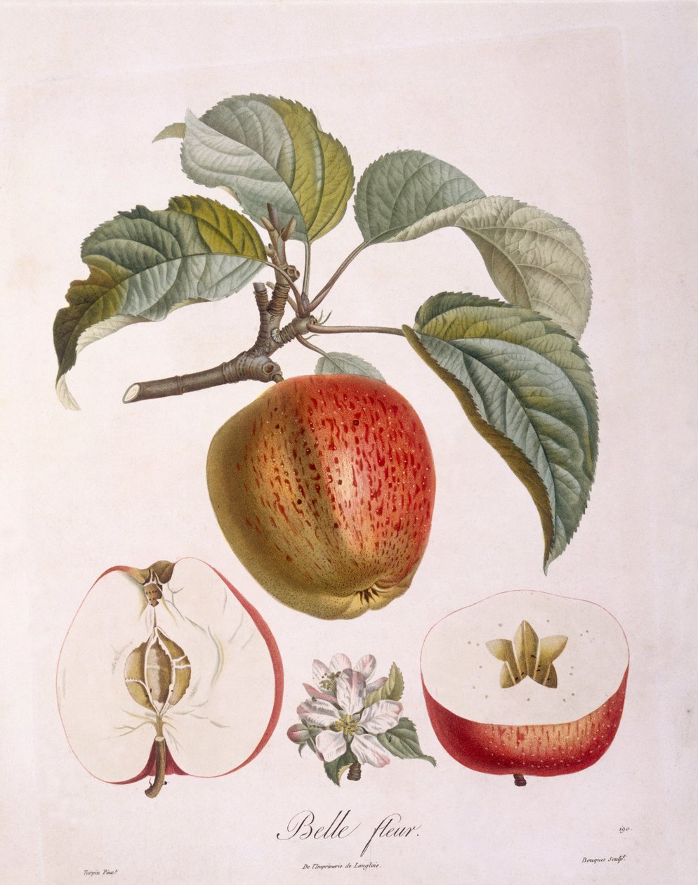 Eple "Belle fleur" Henry Louis Duhamel du Monceau, botanisk tallerken av Pierre Jean Francois Turpin av Pierre Jean Francois Turpin