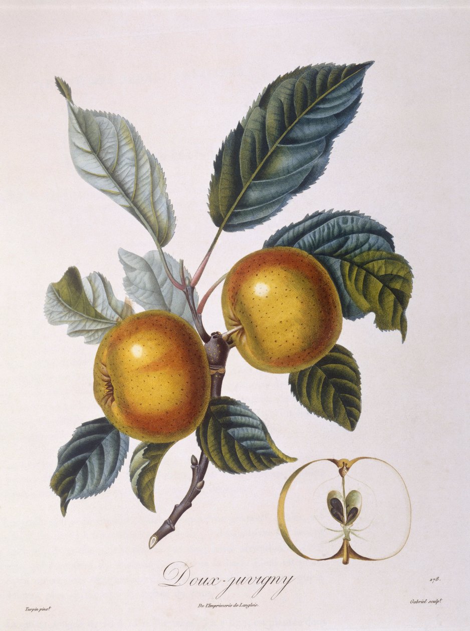 Eple "Doux-Juvigny" Henry Louis Duhamel du Monceau, botanisk tallerken av Pierre Jean Francois Turpin av Pierre Jean Francois Turpin