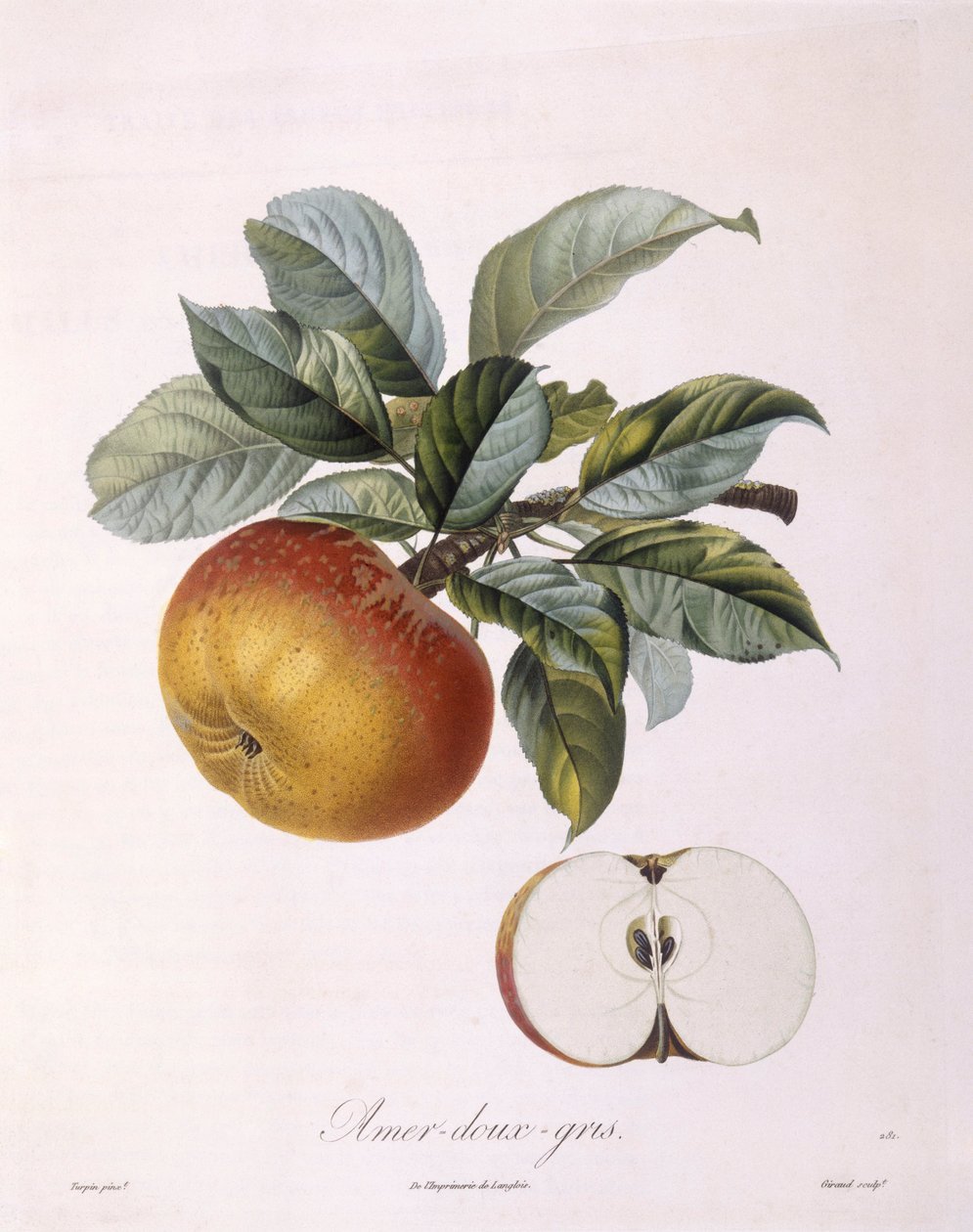 Eple "Sweet Bitter Grey" Henry Louis Duhamel du Monceau, botanisk tallerken av Pierre Jean Francois Turpin av Pierre Jean Francois Turpin