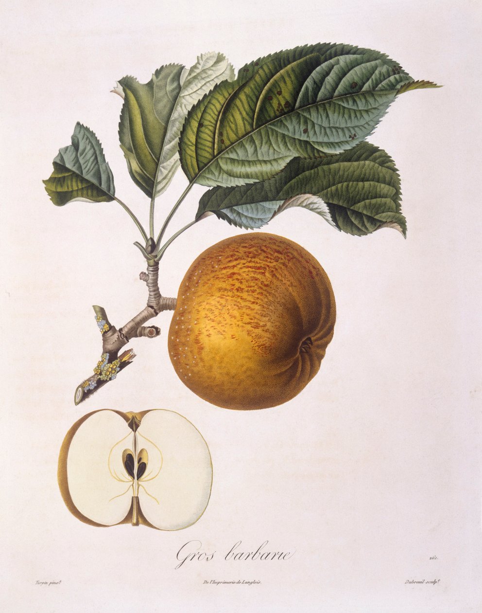 Eple "Gros barbarie" Henry Louis Duhamel du Monceau, botanisk tallerken av Pierre Jean Francois Turpin av Pierre Jean Francois Turpin