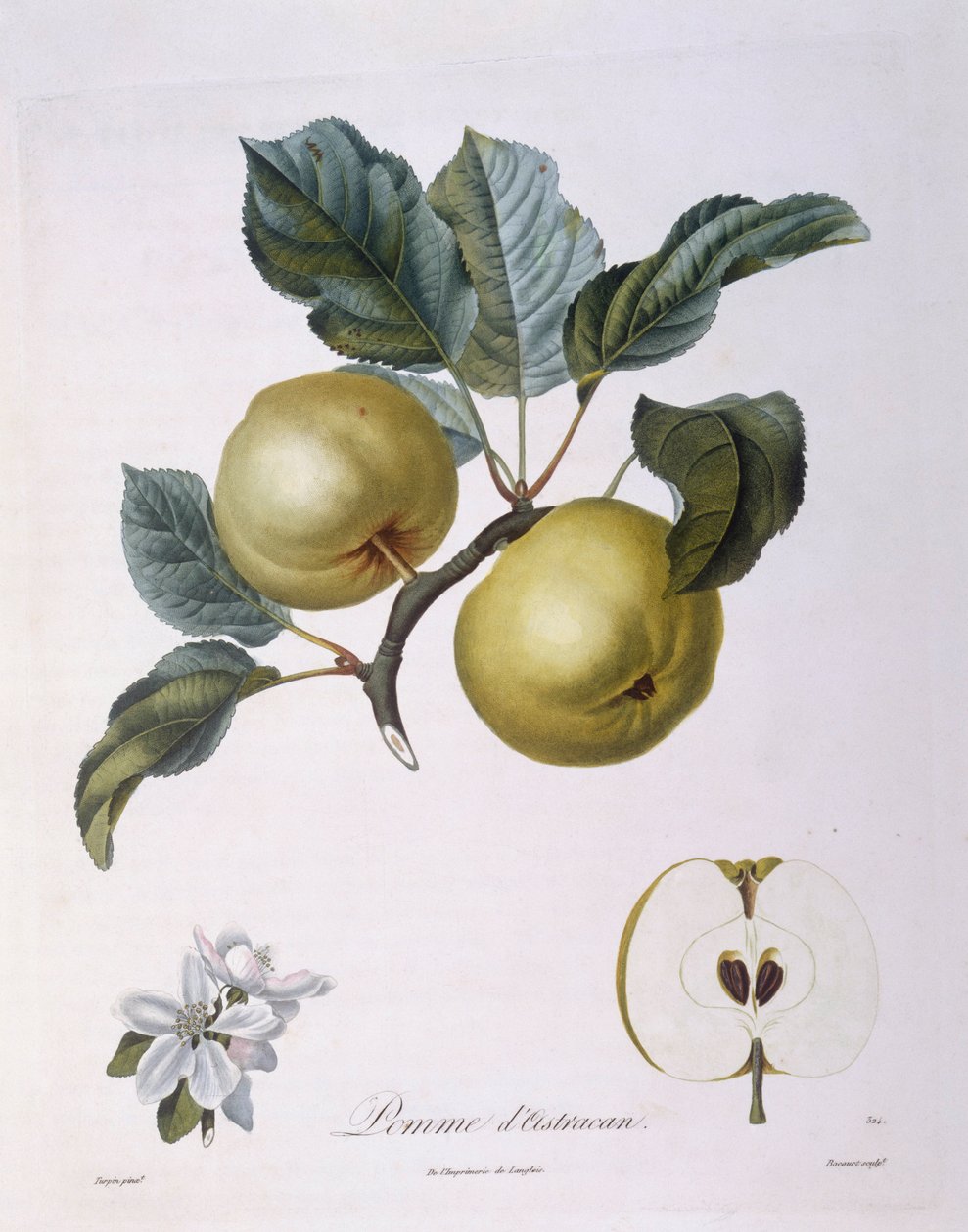 Eple "Pomme d'Astracan" Henry Louis Duhamel du Monceau, botanisk tallerken av Pierre Jean Francois Turpin av Pierre Jean Francois Turpin