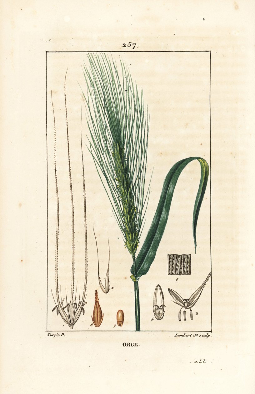 Bygg - Bygg, Hordeum vulgare, viser stilk, blad og frøpigg. Håndfarget kobberstikk av Lambert Junior fra en tegning av Pierre Jean-Francois Turpin fra Chaumeton, Poiret og Chamberets "" La Flore Medicale,"" Paris, Panckouck av Pierre Jean Francois Turpin