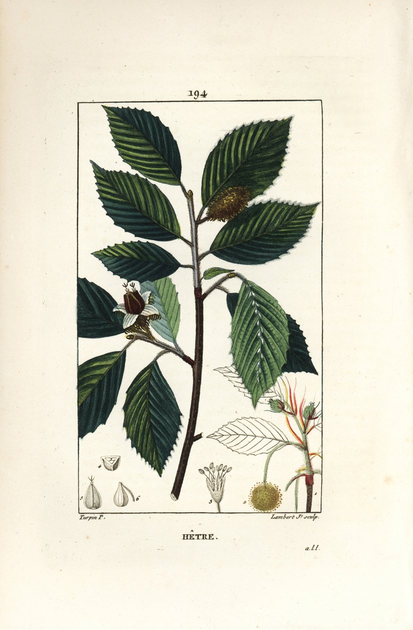 Bøketre, Fagus sylvatica. Håndfarget kobberstikk av Lambert Junior fra en tegning av Pierre Jean-Francois Turpin fra Chaumeton, Poiret og Chamberets "" La Flore Medicale,"" Paris, Panckoucke av Pierre Jean Francois Turpin
