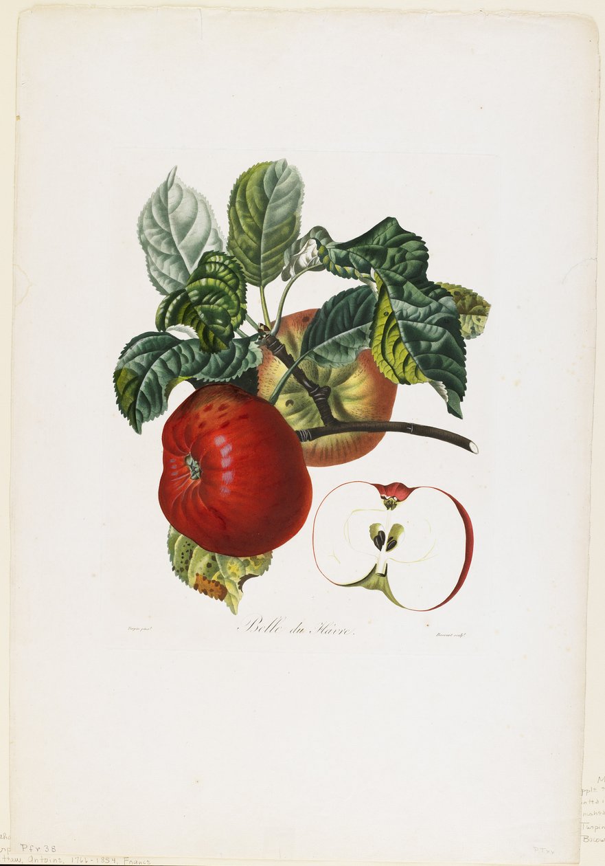 Belle de Havre (eple), fra Traite des Arbres Fruitiers, 1807-35 (håndfarget stiplegravering) av Pierre Jean Francois Turpin