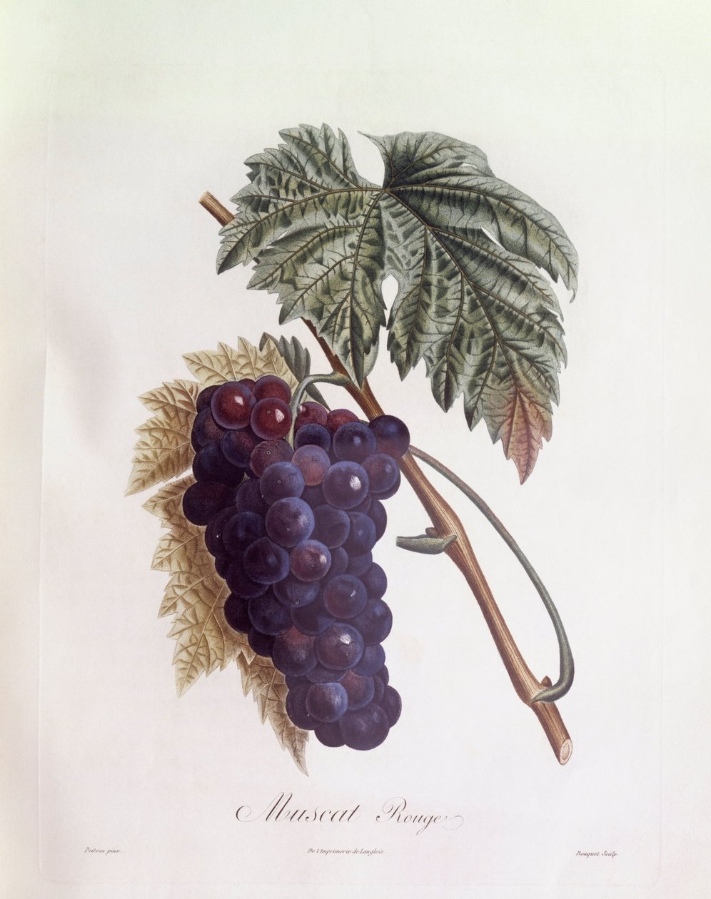 Svarte muscat druer Henry Louis Duhamel du Monceau, botanisk tallerken av Pierre Jean Francois Turpin av Pierre Jean Francois Turpin