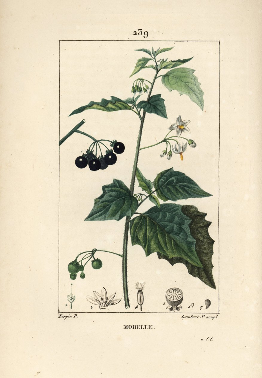 Svart nattskygge, hundedreper eller ulvedrue - Svart nattskygge, Solanum nigrum. Håndfarget kobberstikk av Lambert Junior fra en tegning av Pierre Jean-Francois Turpin fra Chaumeton, Poiret og Chamberets "" La Flore Medicale,"" Paris, av Pierre Jean Francois Turpin