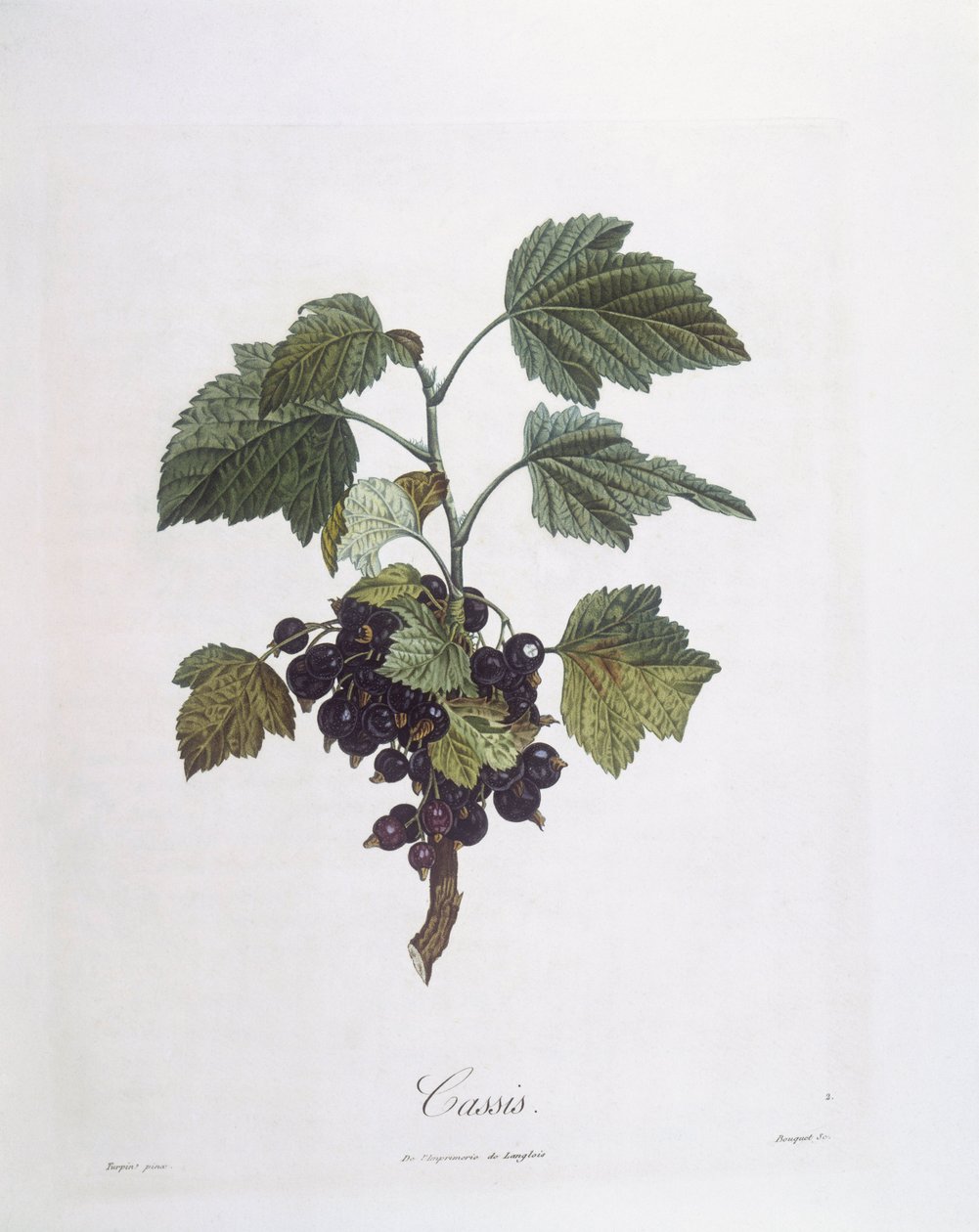 Solbær (Ribes nigrum) eller solbær Noir de Bourgogne Henry Louis Duhamel du Monceau, botanisk tallerken av Pierre Jean Francois Turpin av Pierre Jean Francois Turpin