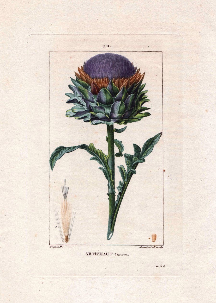 Botanisk: artisjokk - Artisjokkplante, blader og blomst, Cynara cardunculus. Håndkolorert kobberstikk av Lambert fra en tegning av Pierre Jean-Francois Turpin fra Chaumeton, Poiret et Chamberets "" La Flore Medicale,"" Paris, Panckouc av Pierre Jean Francois Turpin