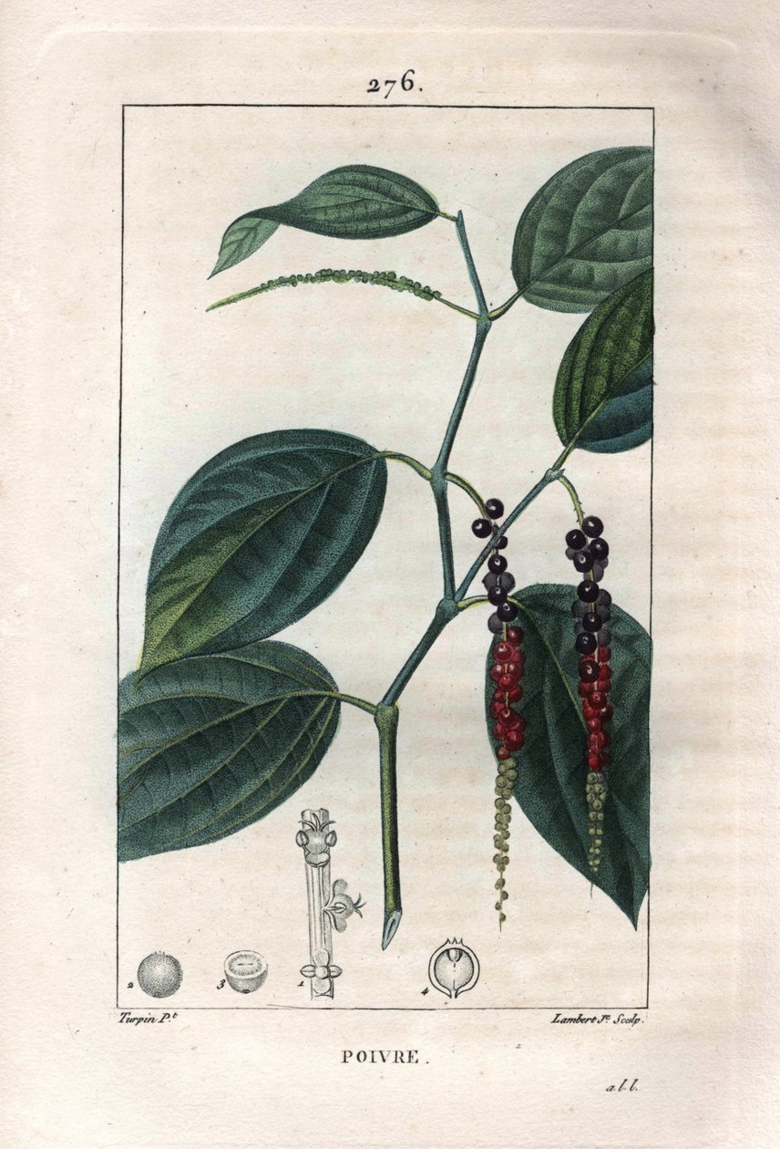 Botanisk: svart pepper - Sort pepper med blader og pepperkorn, Piper nigrum. Håndkolorert kobberstikk av Lambert fra en tegning av Pierre Jean-Francois Turpin fra Chaumeton, Poiret et Chamberets "" La Flore Medicale,"" Paris, Panck av Pierre Jean Francois Turpin