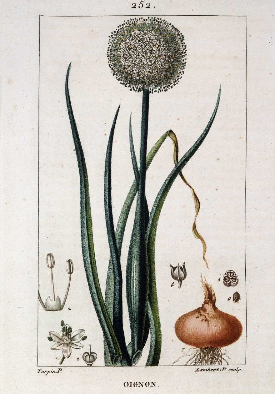 Botanisk bord av løken - i "" Flora médicale"" av Chaumeton Chamberet et Poiret. Malt av E. Penckroute og J.F. Turpin. Ed. Penckroute. Paris av Pierre Jean Francois Turpin