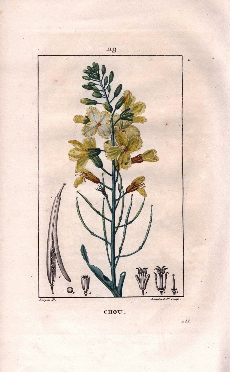 Botanisk: kålblomst - Kålblomst, Brassica oleracea. Håndfarget kobberstikk av Lambert fra en tegning av Pierre Jean-Francois Turpin fra Chaumeton, Poiret et Chamberets "" La Flore Medicale,"" Paris, Panckoucke av Pierre Jean Francois Turpin