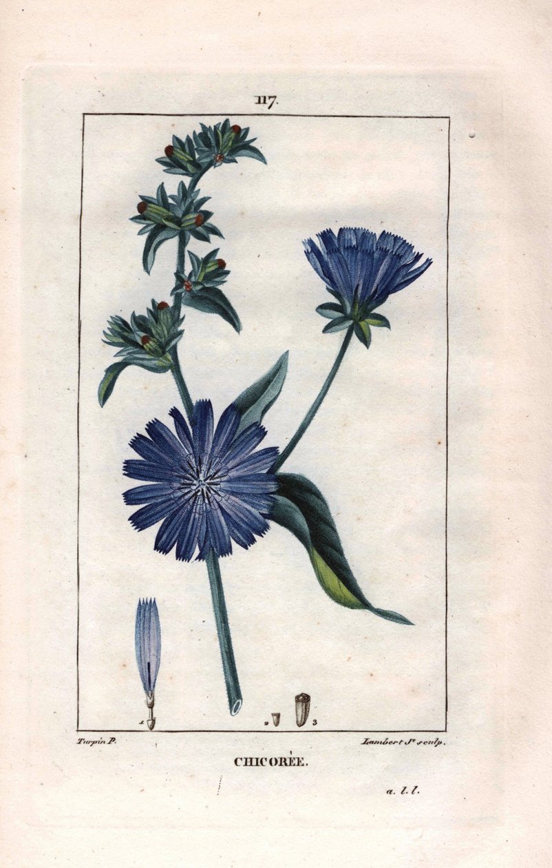 Botanisk: chicoree med blomst - Sikoriplante og blomst, Cichorium intybus. Håndkolorert kobberstikk av Lambert fra en tegning av Pierre Jean-Francois Turpin fra Chaumeton, Poiret et Chamberets "" La Flore Medicale,"" Paris, Panckouc av Pierre Jean Francois Turpin