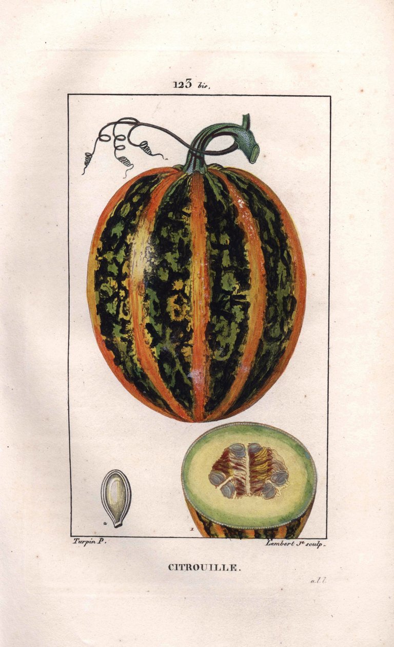Botanisk: gresskar - Gresskar, frø og snitt gjennom frukt, gresskar, Cucurbita pepo. Håndfarget kobberstikk av Lambert fra en tegning av Pierre Jean-Francois Turpin fra Chaumeton, Poiret et Chamberets "" La Flore Medicale,"" Paris, av Pierre Jean Francois Turpin