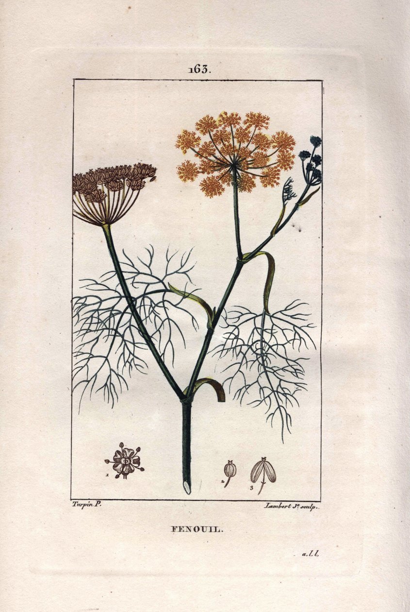 Botanikk: Fennikel, fennikel, Foeniculum vulgare. Håndfarget kobberstikk av Lambert fra en tegning av Pierre Jean-Francois Turpin fra Chaumeton, Poiret et Chamberets "" La Flore Medicale,"" Paris, Panckoucke av Pierre Jean Francois Turpin