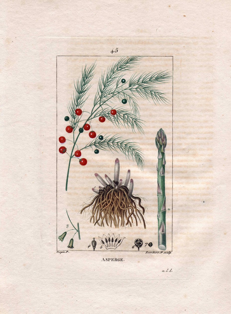 Botanikk: asparges - Asparges rot, blomst og frukt, Asparges officinalis. Håndfarget kobberstikk av Lambert fra en tegning av Pierre Jean-Francois Turpin fra Chaumeton, Poiret et Chamberets "" La Flore Medicale,"" Paris, Panckoucke av Pierre Jean Francois Turpin