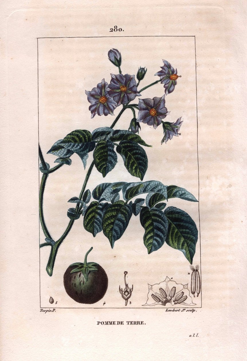 Botanikk: potet - Potetplante, blomster og frukt, Solanum tuberosum. Håndfarget kobberstikk av Lambert fra en tegning av Pierre Jean-Francois Turpin fra Chaumeton, Poiret et Chamberets "" La Flore Medicale,"" Paris, Panckoucke av Pierre Jean Francois Turpin