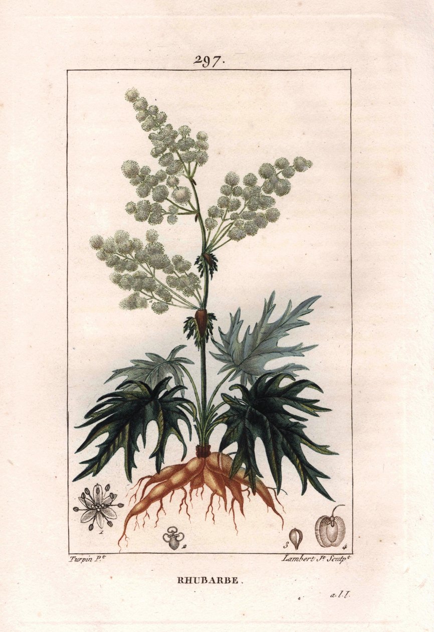 Botanikk: rabarbra - Rabarbraplante, blader og røtter, Rheum rhabarbarum. Håndfarget kobberstikk av Lambert fra en tegning av Pierre Jean-Francois Turpin fra Chaumeton, Poiret et Chamberets "" La Flore Medicale,"" Paris, Panckoucke av Pierre Jean Francois Turpin