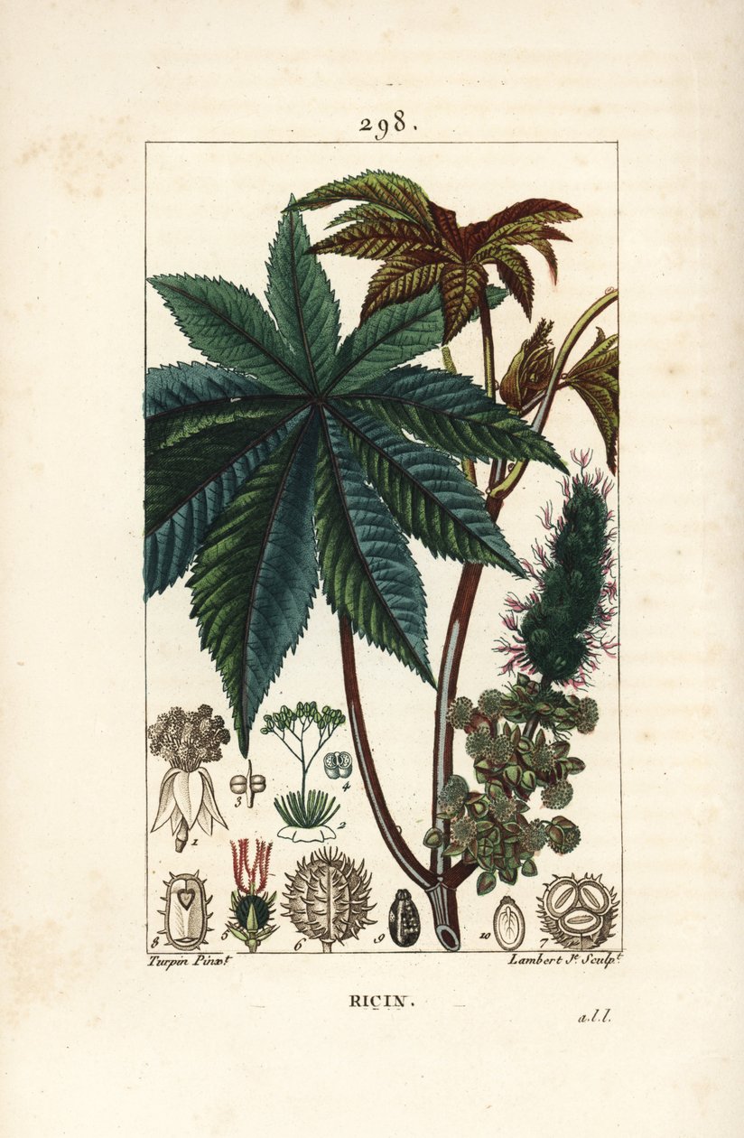Castoroljeplante eller ricinus, Ricinus communis (Ricinus vulgaris), med blad, blomst, stilk og frø. Håndfarget kobberstikk av Lambert Junior fra en tegning av Pierre Jean-Francois Turpin fra Chaumeton, Poiret og Chamberets "" La Flo av Pierre Jean Francois Turpin