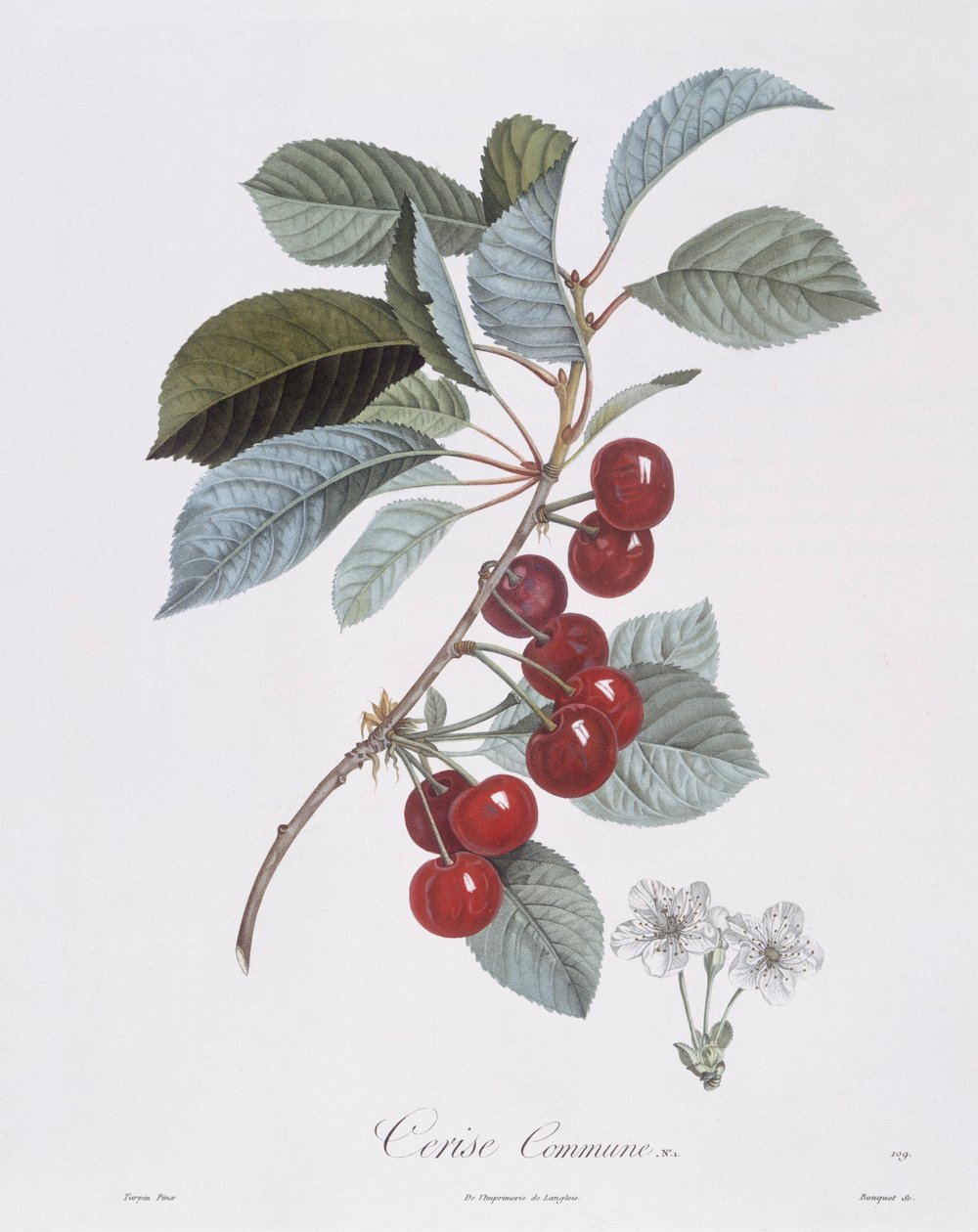 Kirsebærtre (Prunus avium), Henry Louis Duhamel du Monceau, botanisk tallerken av Pierre Jean Francois Turpin av Pierre Jean Francois Turpin