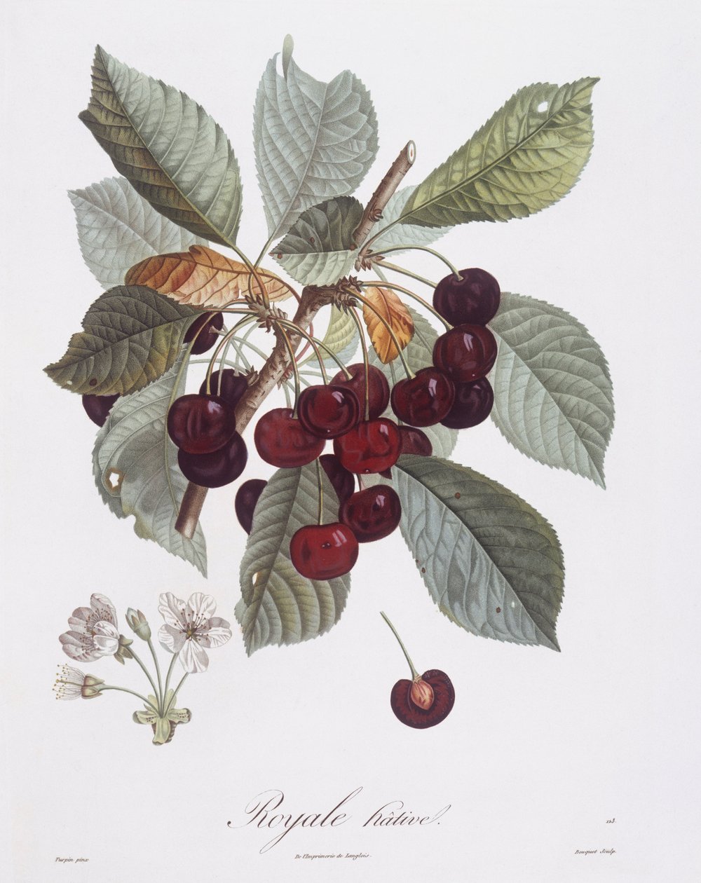 Kirsebærtre (Prunus avium), Henry Louis Duhamel du Monceau, botanisk tallerken av Pierre Jean Francois Turpin av Pierre Jean Francois Turpin