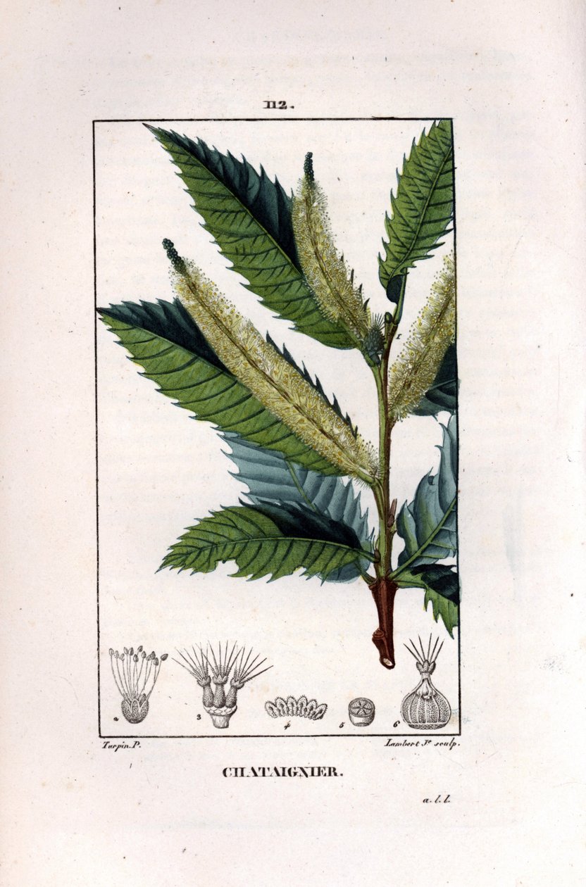 Kastanjegren - Søt kastanjetre, Castanea sylvestris. Håndfarget kobberstikk av Lambert Junior fra en tegning av Pierre Jean-Francois Turpin fra Chaumeton, Poiret et Chamberets "La Flore Medicale," Paris, Panckoucke av Pierre Jean Francois Turpin