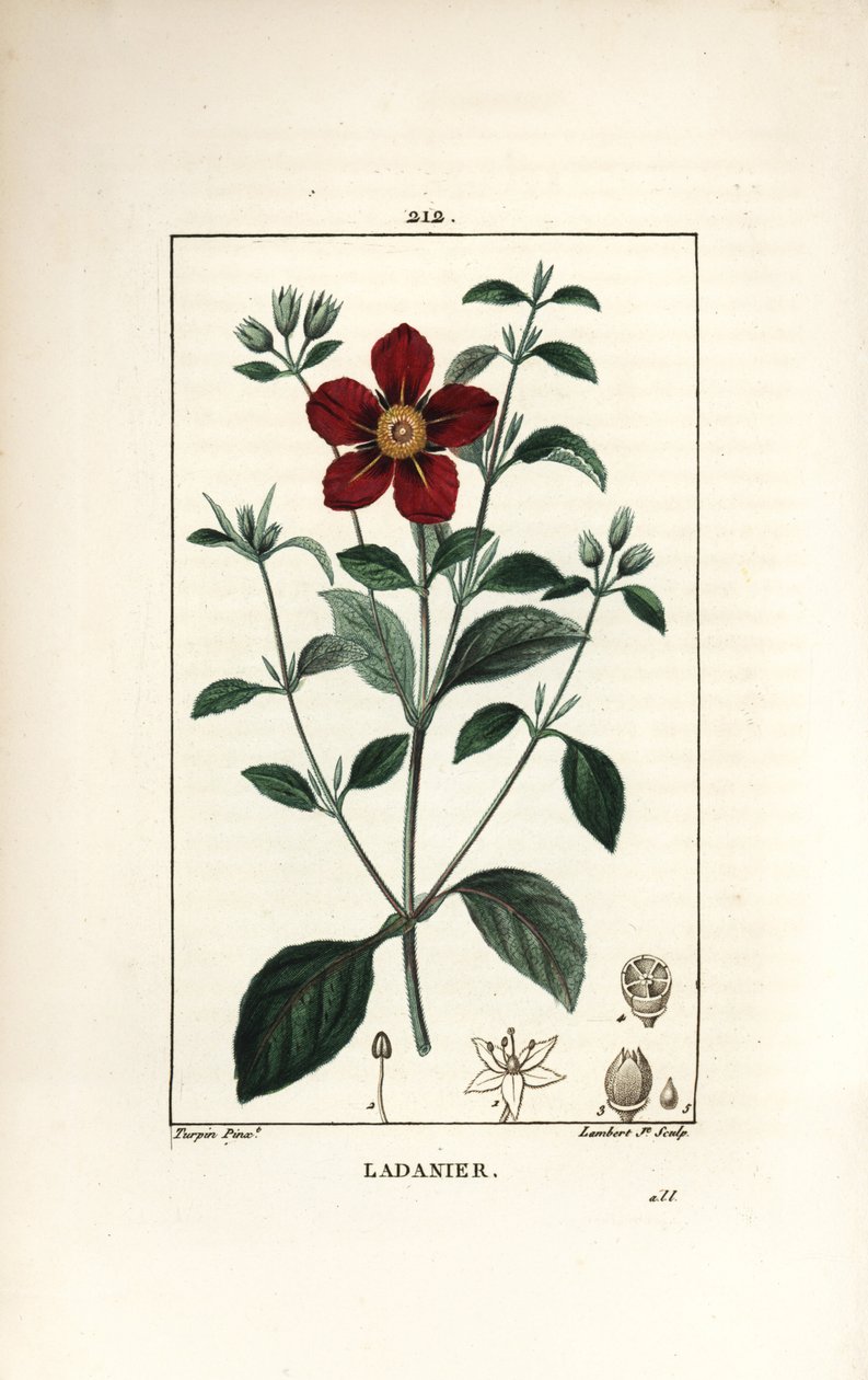 Cistus of Crete - Gum cistus, Cistus creticus. Håndfarget kobberstikk av Lambert Junior fra en tegning av Pierre Jean-Francois Turpin fra Chaumeton, Poiret og Chamberets "" La Flore Medicale,"" Paris, Panckoucke av Pierre Jean Francois Turpin
