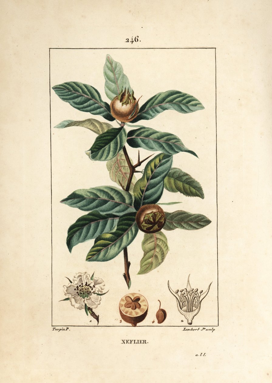 Vanlig Neflier - tysk mispel, Mespilus germanica, med blad, frukt, frø og blomst. Håndfarget kobberstikk av Lambert Junior fra en tegning av Pierre Jean-Francois Turpin fra Chaumeton, Poiret og Chamberets "" La Flore Medicale,"" av Pierre Jean Francois Turpin