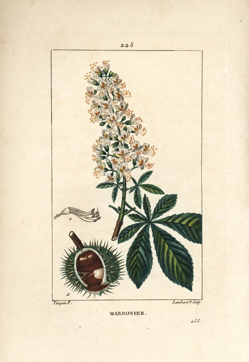 Vanlig kastanje, kastanje eller hvit kastanje - Hestekastanje, Aesculus hippocastanum. Håndfarget kobberstikk av Lambert Junior fra en tegning av Pierre Jean-Francois Turpin fra Chaumeton, Poiret og Chamberets "" La Flore Medicale,"" P av Pierre Jean Francois Turpin