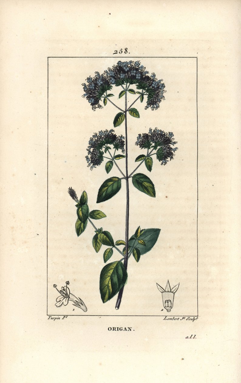 Vanlig oregano, også kalt villmerian - Oregano eller villmerian, Origanum vulgare, med blomst, blad, stilk og frø. Håndfarget stiplet kobberstikk av Lambert Junior etter en tegning av Pierre Jean-Francois Turpin fra Chaumeton, Poiret og av Pierre Jean Francois Turpin