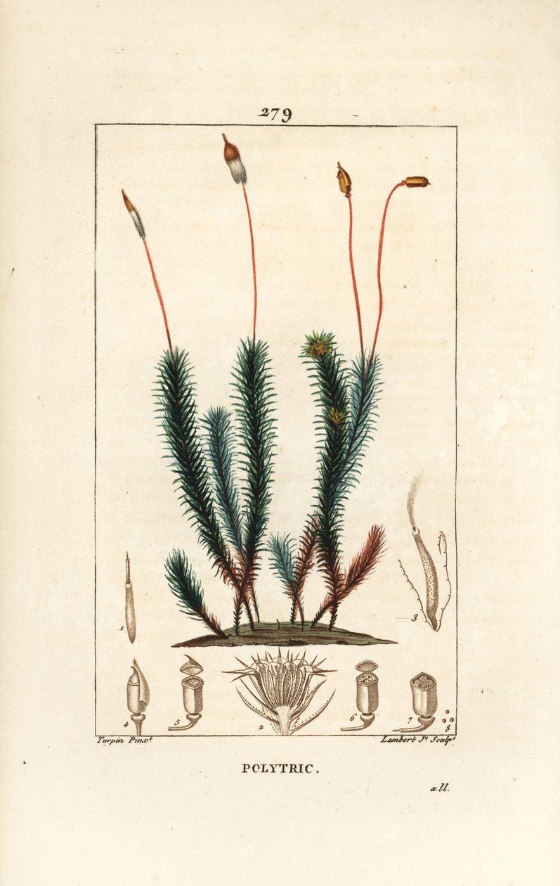 Vanlig polytrichum (skum) - Vanlig hårhettemose, Vanlig polytrichum. Håndfarget kobberstikk av Lambert Junior fra en tegning av Pierre Jean-Francois Turpin fra Chaumeton, Poiret og Chamberets "" La Flore Medicale,"" Paris, Panckoucke av Pierre Jean Francois Turpin