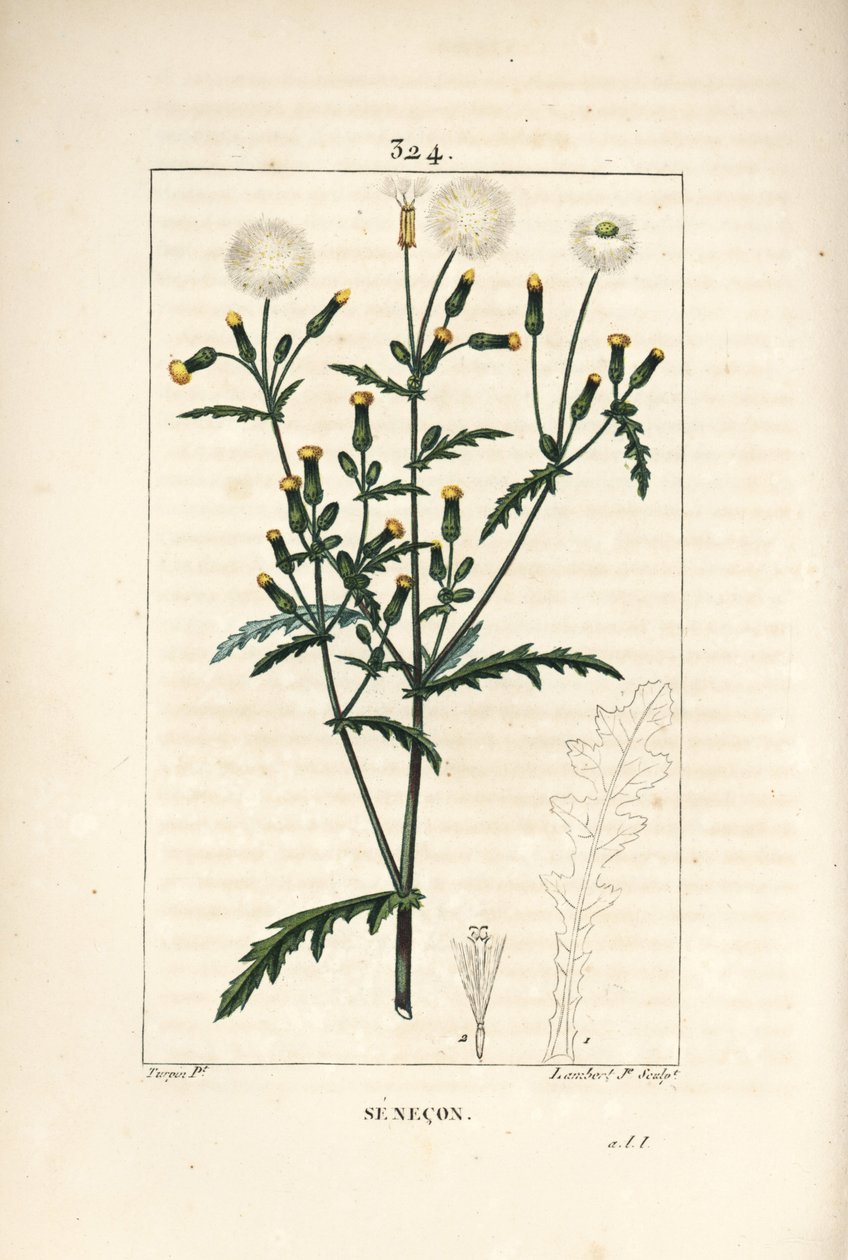 Vanlig senekon - Vanlig jordsel, Senecio vulgaris, med blomst, blad, frø, stilk og bladomriss. Håndfarget kobberstikk av Lambert Junior fra en tegning av Pierre Jean-Francois Turpin fra Chaumeton, Poiret og Chamberets "" La F av Pierre Jean Francois Turpin