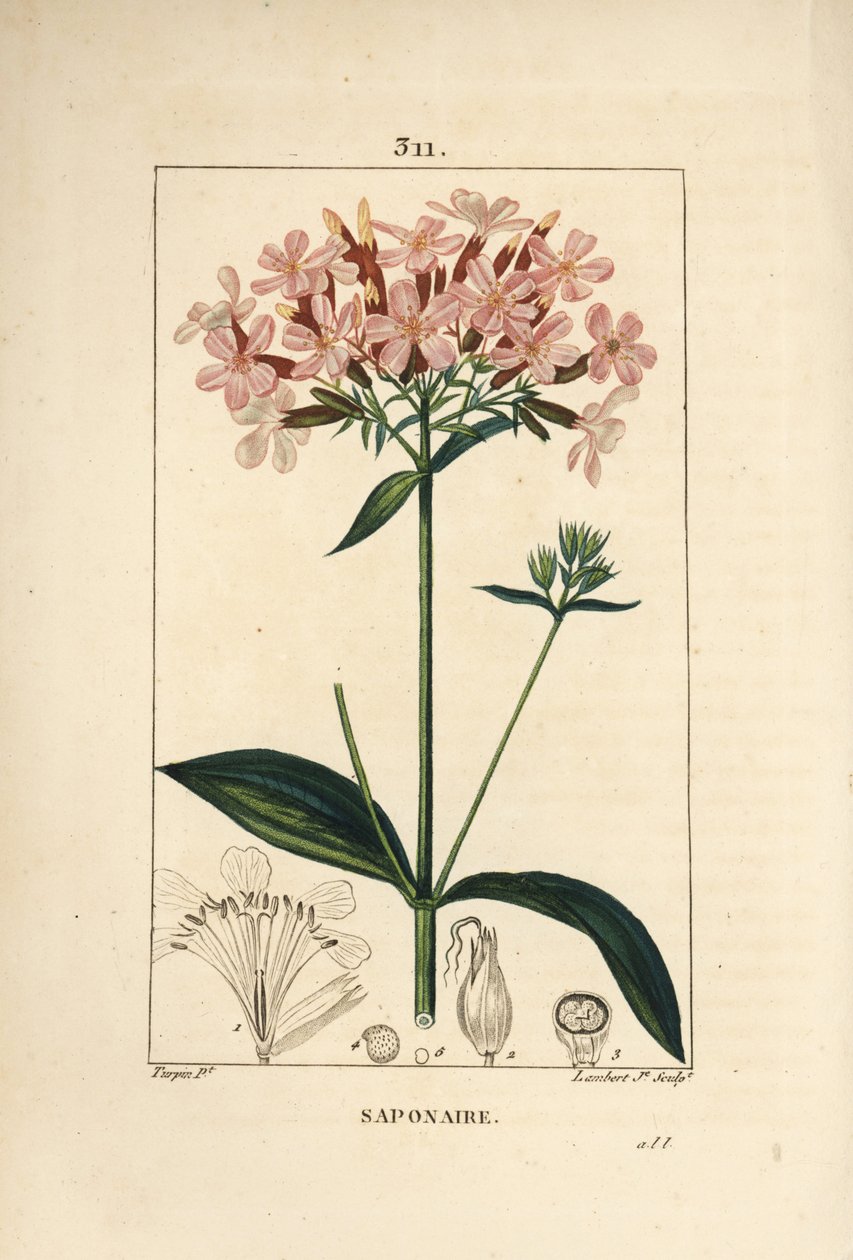 Vanlig såpeurt, Saponaria officinalis, med blomst, blad, stilk og frø. Håndfarget kobberstikk av Lambert Junior fra en tegning av Pierre Jean-Francois Turpin fra Chaumeton, Poiret og Chamberets "" La Flore Medicale,"" Paris, Panck av Pierre Jean Francois Turpin