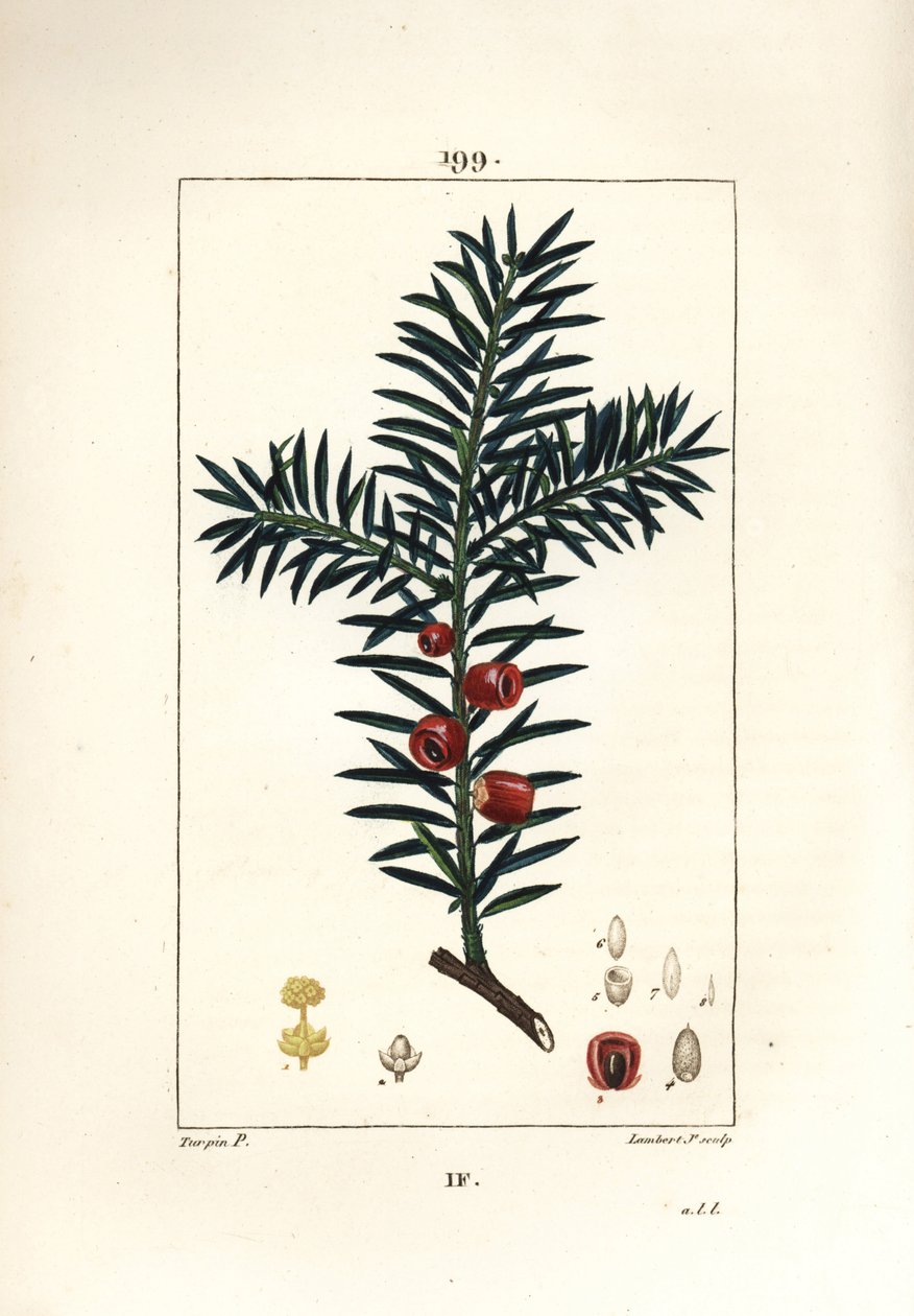 Vanlig barlind eller barlind a bær - Barlind, Taxus baccata. Håndfarget kobberstikk av Lambert Junior fra en tegning av Pierre Jean-Francois Turpin fra Chaumeton, Poiret og Chamberets "" La Flore Medicale,"" Paris, Panckoucke av Pierre Jean Francois Turpin