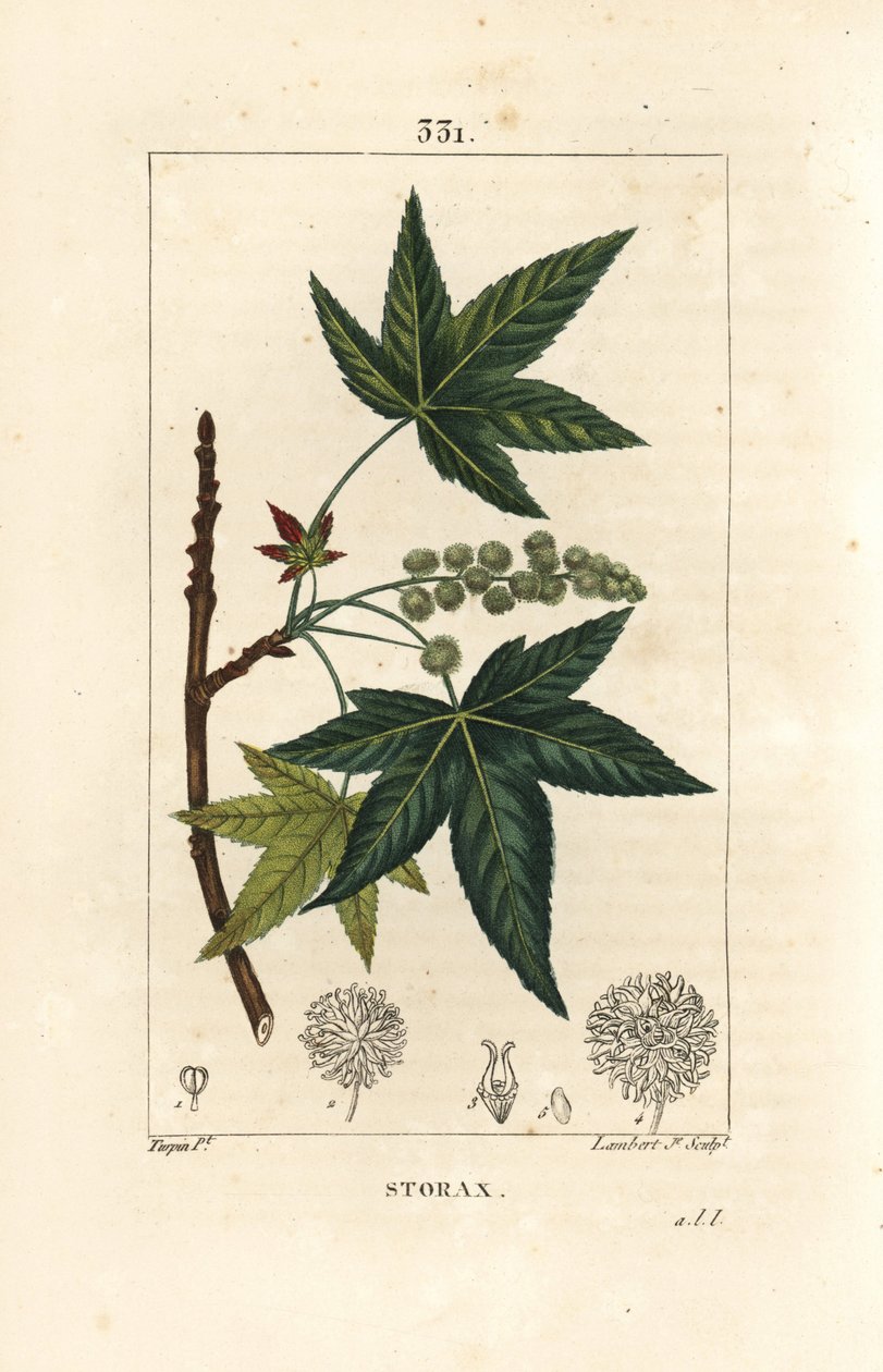 Copalm of America eller Liquidambar - Storax eller flytende rav, Liquidambar styraciflua. Håndfarget kobberstikk av Lambert Junior fra en tegning av Pierre Jean-Francois Turpin fra Chaumeton, Poiret og Chamberets "" La Flore Medicale,"" Pa av Pierre Jean Francois Turpin