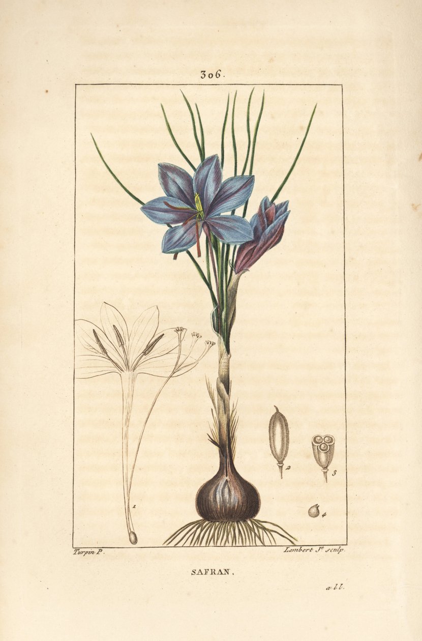 Krokus - Safrankrokus, Crocus sativus, viser blomst, blad, stilk, løk og stigma. Håndfarget kobberstikk av Lambert Junior fra en tegning av Pierre Jean-Francois Turpin fra Chaumeton, Poiret og Chamberets "" La Flore Medicale,"" av Pierre Jean Francois Turpin