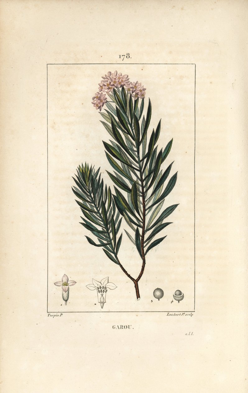 Daphne garou, Thymele eller Saint Bois - Spurge lin, Daphne gnidium. Håndfarget kobberstikk av Lambert Junior fra en tegning av Pierre Jean-Francois Turpin fra Chaumeton, Poiret og Chamberets "" La Flore Medicale,"" Paris, Panckoucke av Pierre Jean Francois Turpin