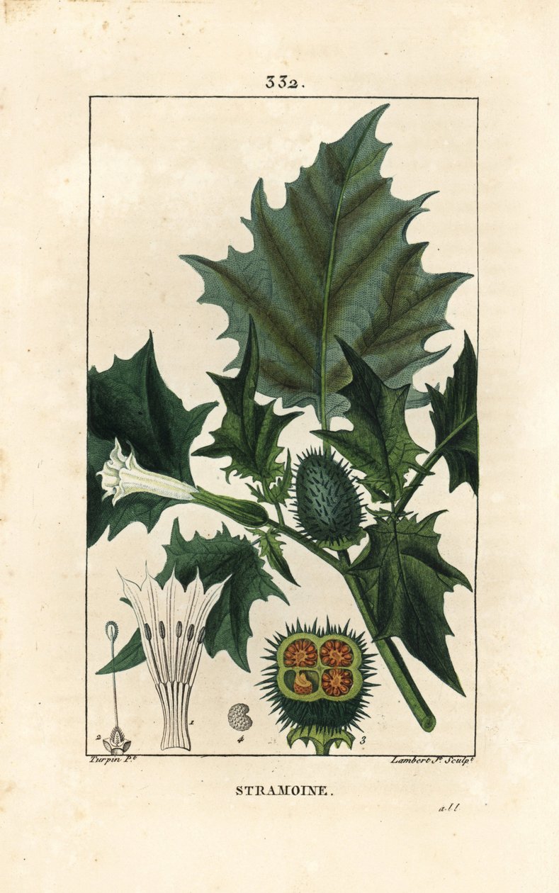 Datura officinal, Stramoine eller spinous eple - Torneple, loco weed eller jimson weed, Datura stramonium. Håndfarget kobberstikk av Lambert Junior fra en tegning av Pierre Jean-Francois Turpin fra Chaumeton, Poiret og Chamberets "" La av Pierre Jean Francois Turpin