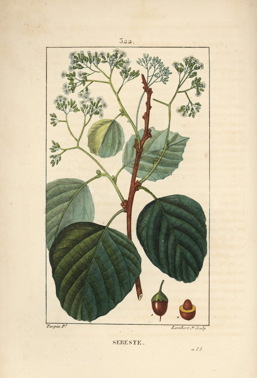 Domestic Sebestier - Assyrisk plomme eller lasura, Cordia myxa, med blomst, blad, stilk og frukt. Håndfarget kobberstikk av Lambert Junior fra en tegning av Pierre Jean-Francois Turpin fra Chaumeton, Poiret og Chamberets "" La Flore Med av Pierre Jean Francois Turpin