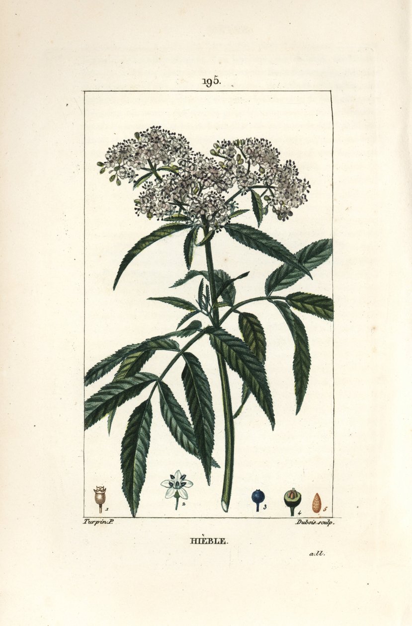 Dverg eldste - Dverg eldste, Sambucus humilis. Håndfarget kobberstikk av Lambert Junior fra en tegning av Pierre Jean-Francois Turpin fra Chaumeton, Poiret og Chamberets "" La Flore Medicale,"" Paris, Panckoucke av Pierre Jean Francois Turpin