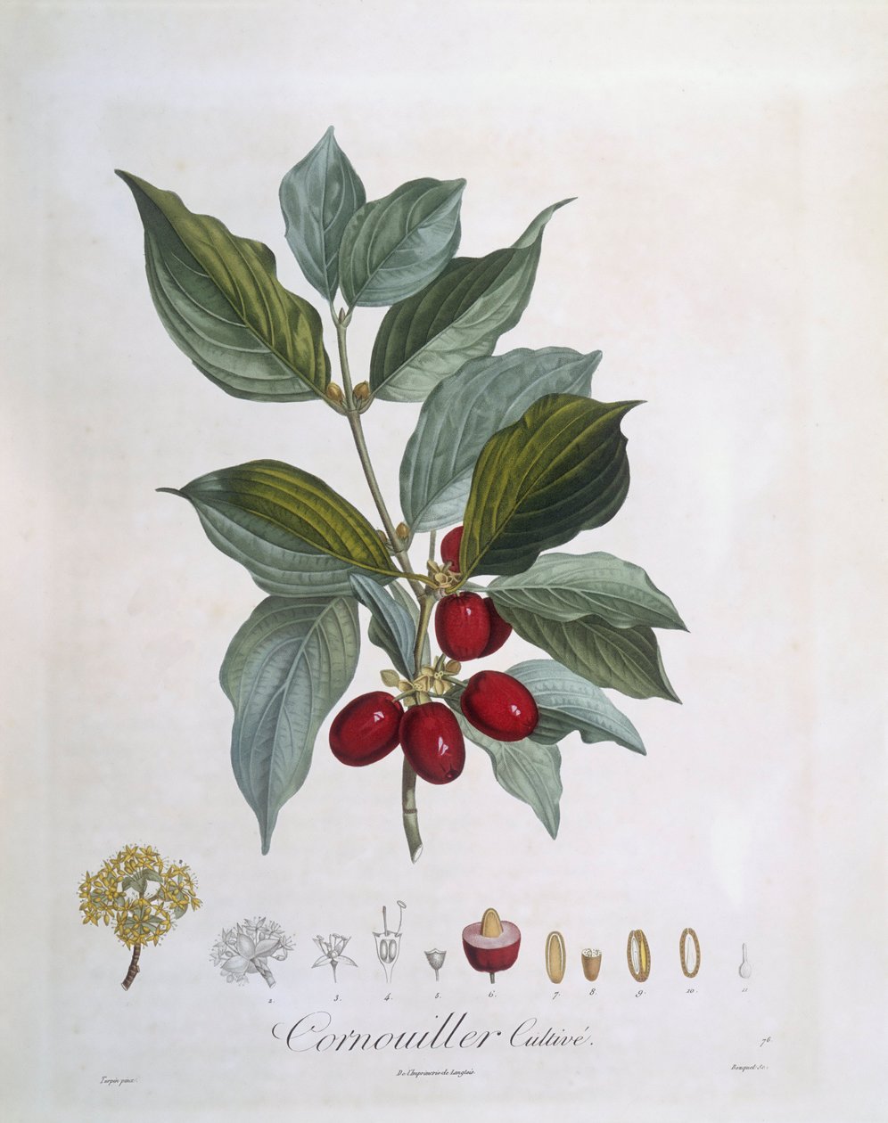 European Cornel (Cornus mas), Henry Louis Duhamel du Monceau, botanisk plate av Pierre Jean Francois Turpin av Pierre Jean Francois Turpin