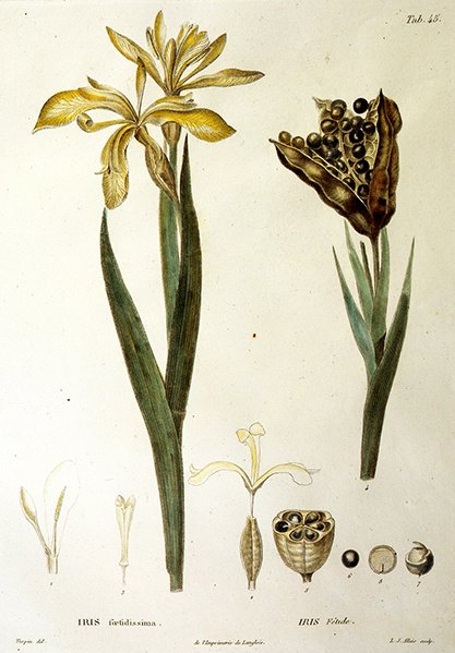 Fetid Iris, gravert av L. J. Allais (håndfarget gravering) av Pierre Jean Francois Turpin