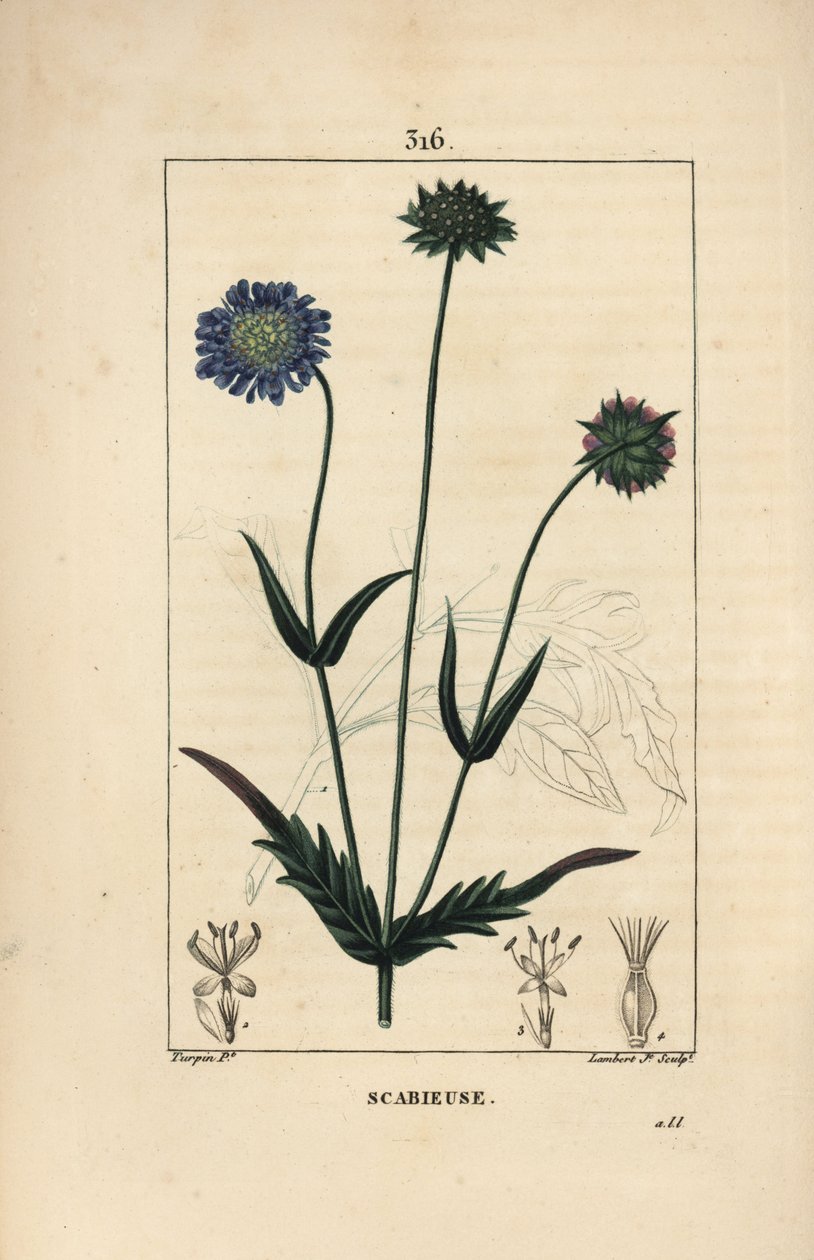 Feltknautie eller åkerskabb - Åkerskabb, Knautia arvensis, med blomst, blad, stilk, frø og bladomriss. Håndfarget kobberstikk av Lambert Junior etter en tegning av Pierre Jean-Francois Turpin fra Chaumeton, Poiret og Cham av Pierre Jean Francois Turpin