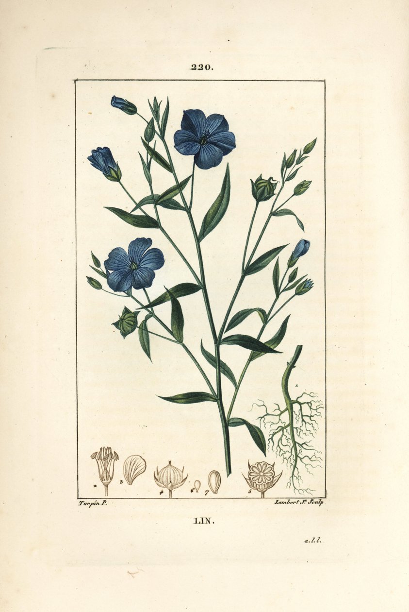 Lin - Linfrø, Linum sativum. Håndfarget kobberstikk av Lambert Junior fra en tegning av Pierre Jean-Francois Turpin fra Chaumeton, Poiret og Chamberets "" La Flore Medicale,"" Paris, Panckoucke av Pierre Jean Francois Turpin