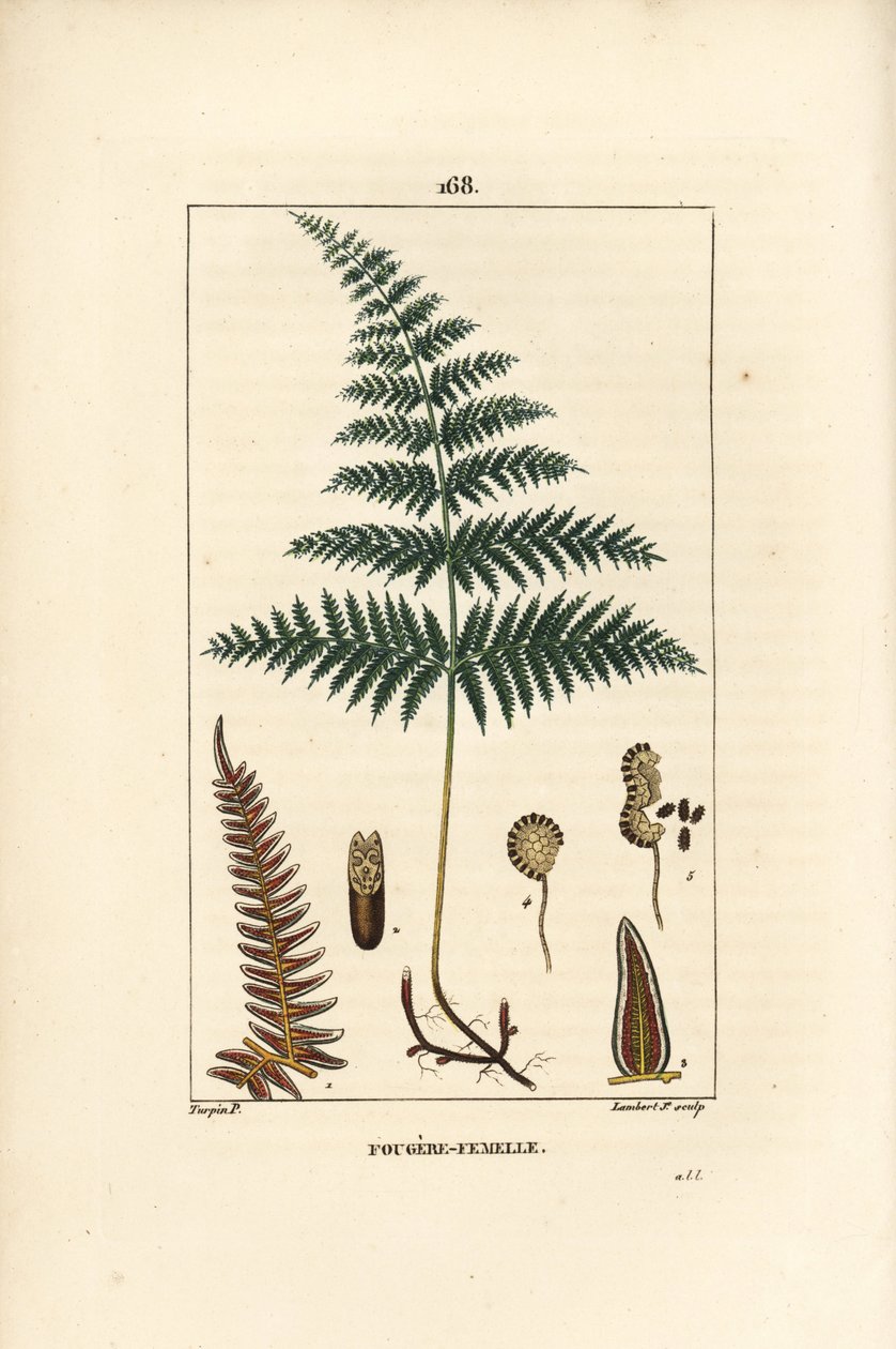 Fougere Aigle ou Grande Fougere - Kvinnebregne eller brakke, Pteridium aquilinum. Håndfarget kobberstikk av Lambert Junior fra en tegning av Pierre Jean-Francois Turpin fra Chaumeton, Poiret et Chamberets "" La Flore Medicale,"" Paris, P av Pierre Jean Francois Turpin