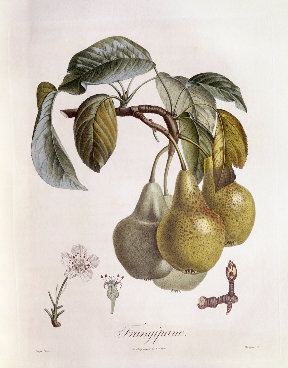 Frangipane (Plumeria) frukter Henry Louis Duhamel du Monceau, botanisk tallerken av Pierre Jean Francois Turpin av Pierre Jean Francois Turpin