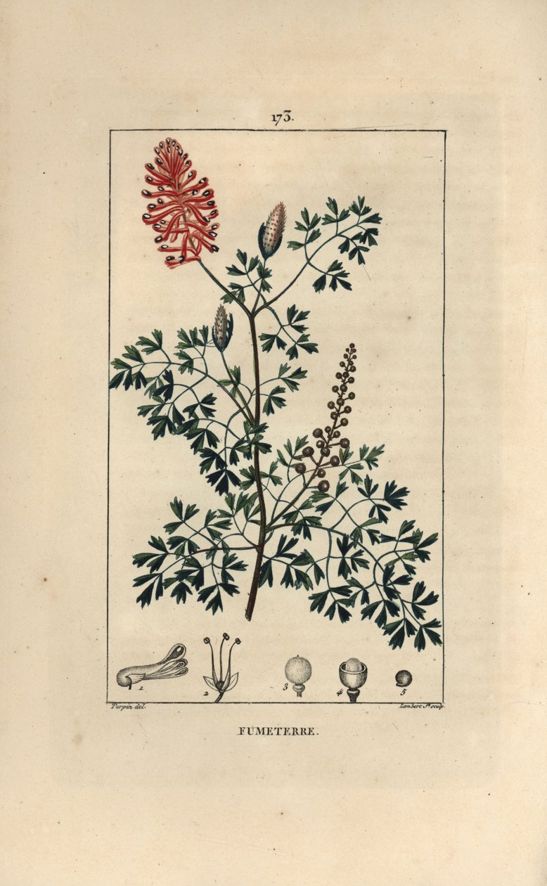 Fumeterre officinale eller Foot de Celine - Fumitory, Fumaria officinalis, som viser blomster, blader og frø. Håndfarget kobberstikk av Lambert Junior fra en tegning av Pierre Jean-Francois Turpin fra Chaumeton, Poiret et Chamberets "" L av Pierre Jean Francois Turpin