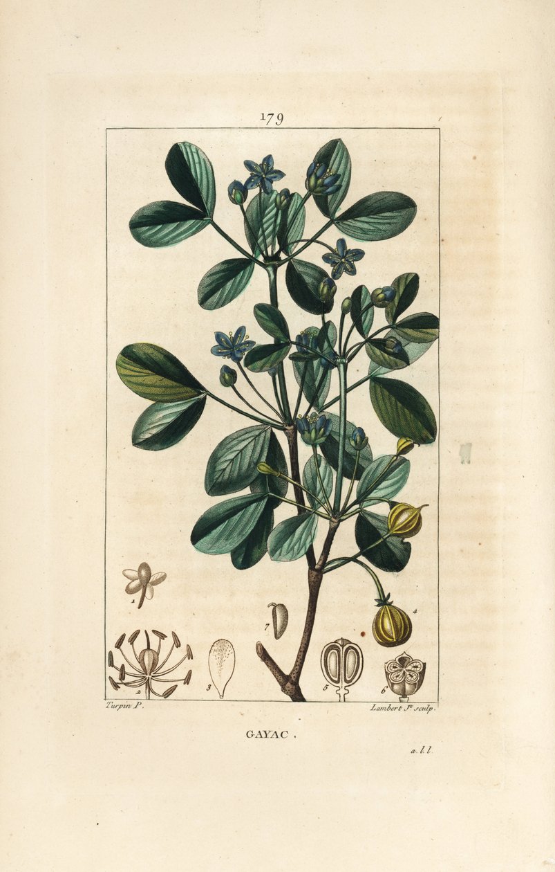 Gaiac eller hellig tre, livets tre - Guaiacum, Guajacum officinale. Håndfarget kobberstikk av Lambert Junior fra en tegning av Pierre Jean-Francois Turpin fra Chaumeton, Poiret og Chamberets "" La Flore Medicale,"" Paris, Panckoucke av Pierre Jean Francois Turpin
