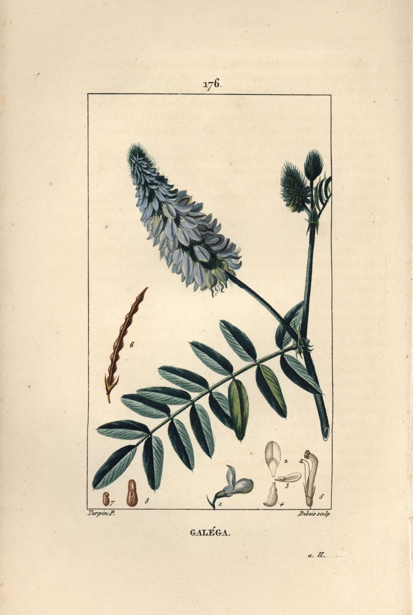 Galega - Goat's rue, Galega officinalis, med blomst, blad og frø. Håndfarget kobberstikk av Dubois fra en tegning av Pierre Jean-Francois Turpin fra Chaumeton, Poiret og Chamberets "" La Flore Medicale,"" Paris, Panckoucke av Pierre Jean Francois Turpin