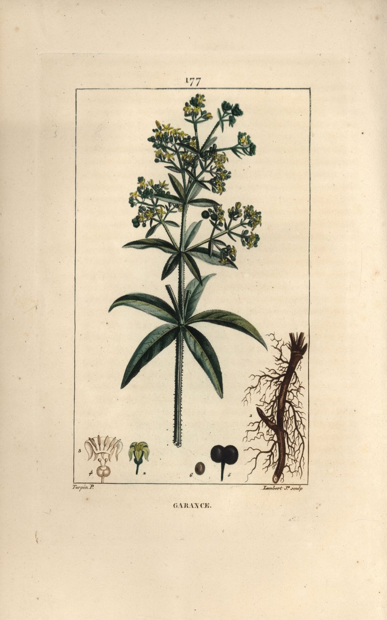 Garance des dyers - Madder, Rubia tinctorum, med rot, blomst, blad og frø. Håndfarget kobberstikk av Lambert Junior fra en tegning av Pierre Jean-Francois Turpin fra Chaumeton, Poiret og Chamberets "" La Flore Medicale,"" Paris, av Pierre Jean Francois Turpin